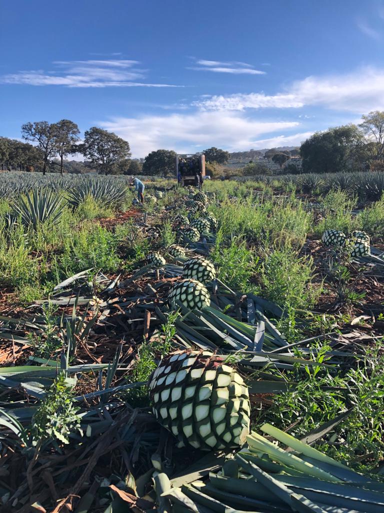 field image