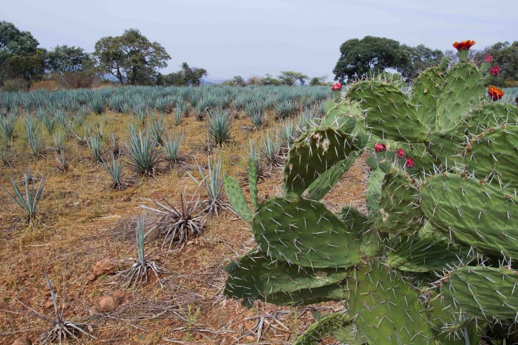 field image