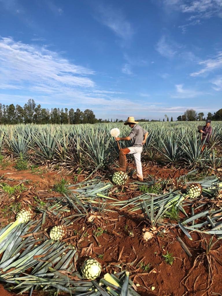 field image