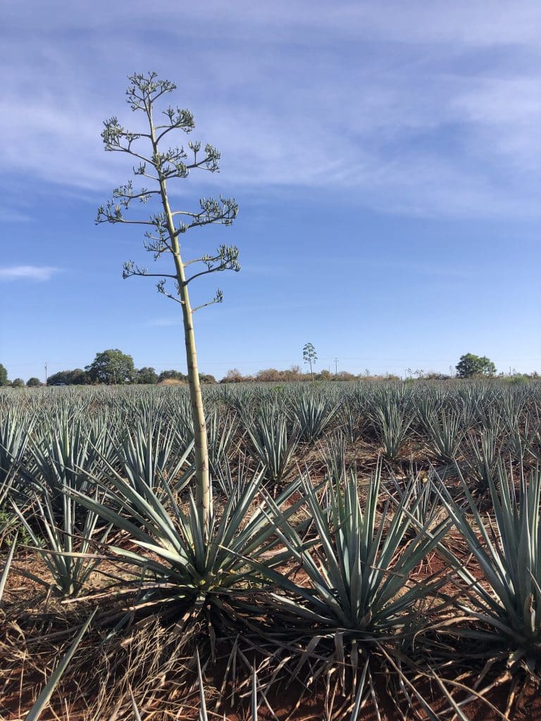 field image