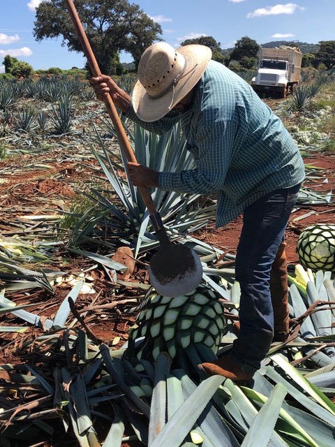 field image