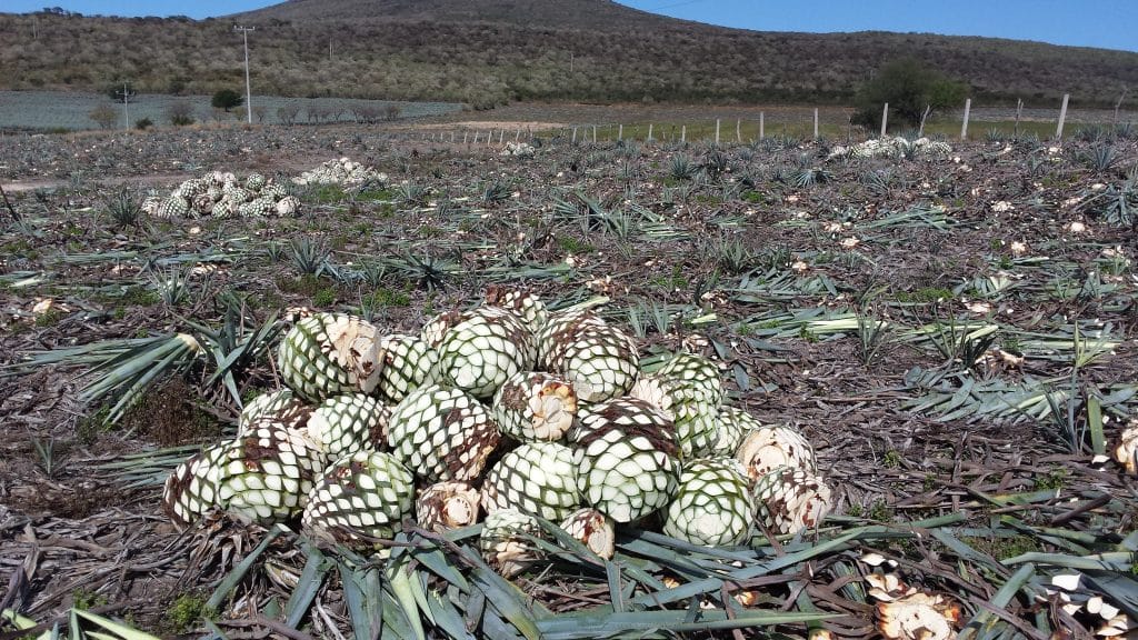 field image