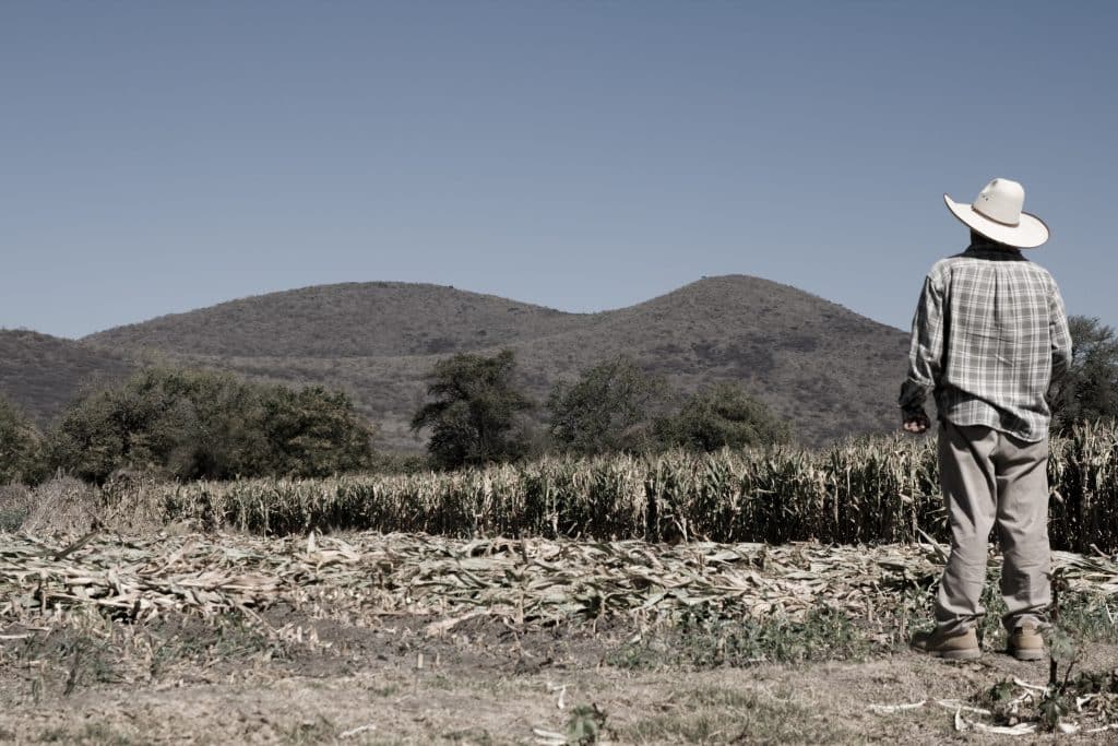 field image