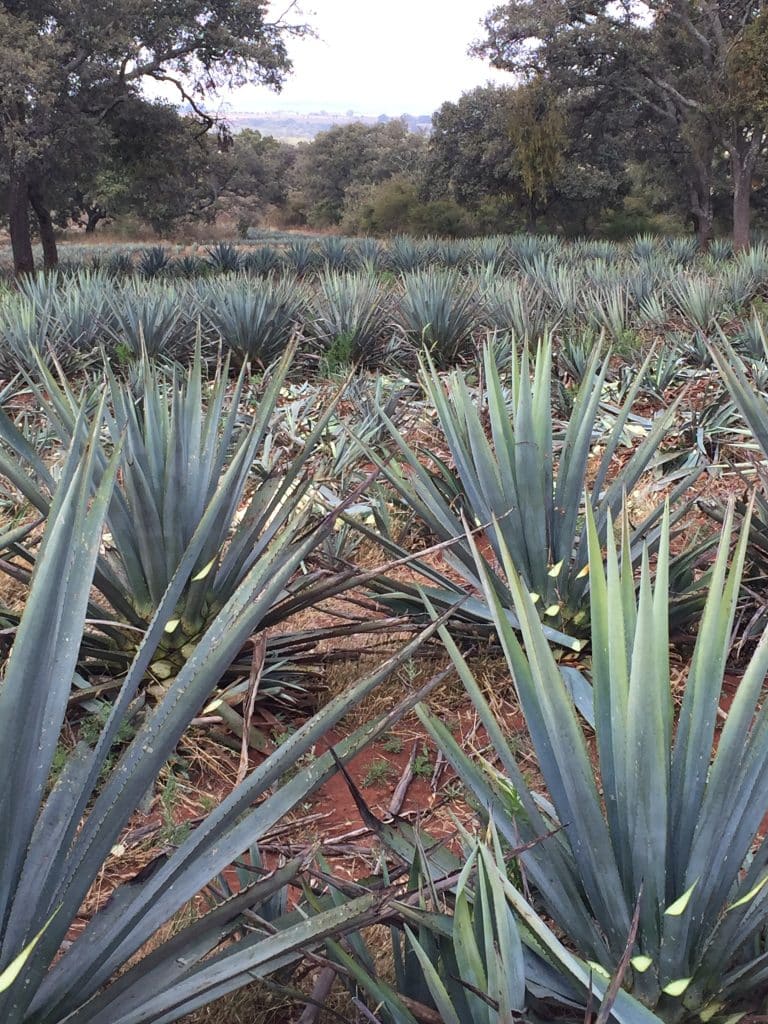 field image